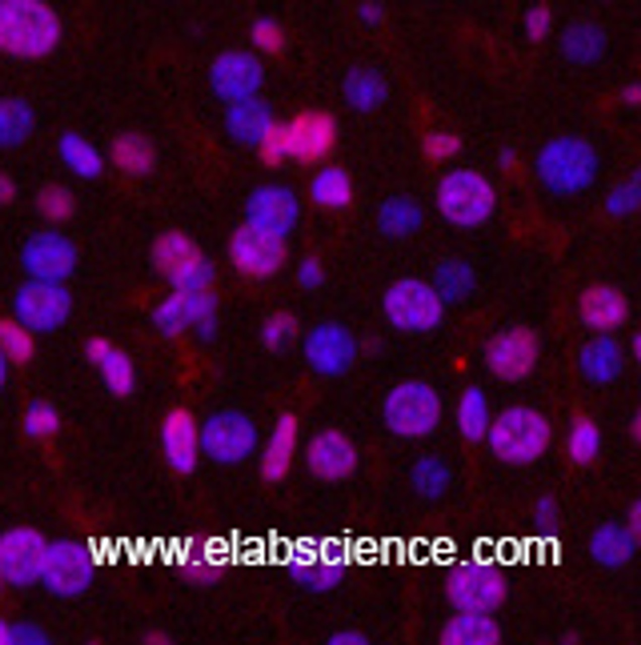Immunofluorescence analysis of Mouse liver tissue using PGR Monoclonal Antibody at dilution of 1:200.