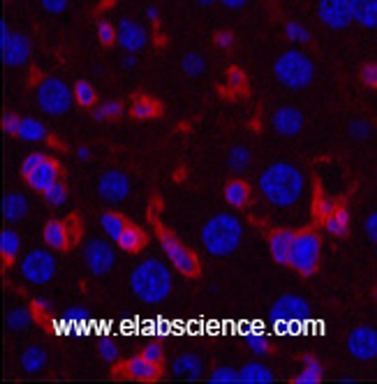 Immunofluorescence analysis of Mouse liver tissue using ACTA2 Monoclonal Antibody at dilution of 1:200.