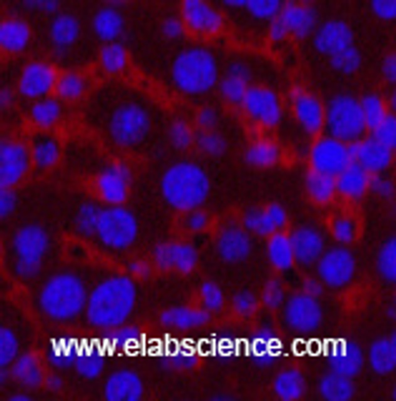 Immunofluorescence analysis of Mouse liver tissue using CASP8 Monoclonal Antibody at dilution of 1:200.