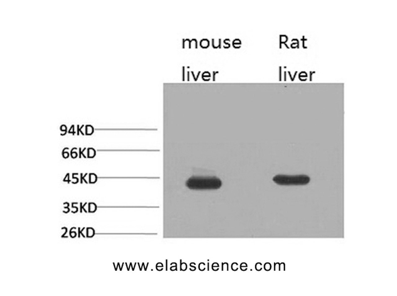 Western Blot analysis of 1) Mouse liver, 2) Rat liver with HAO1 Monoclonal Antibody.