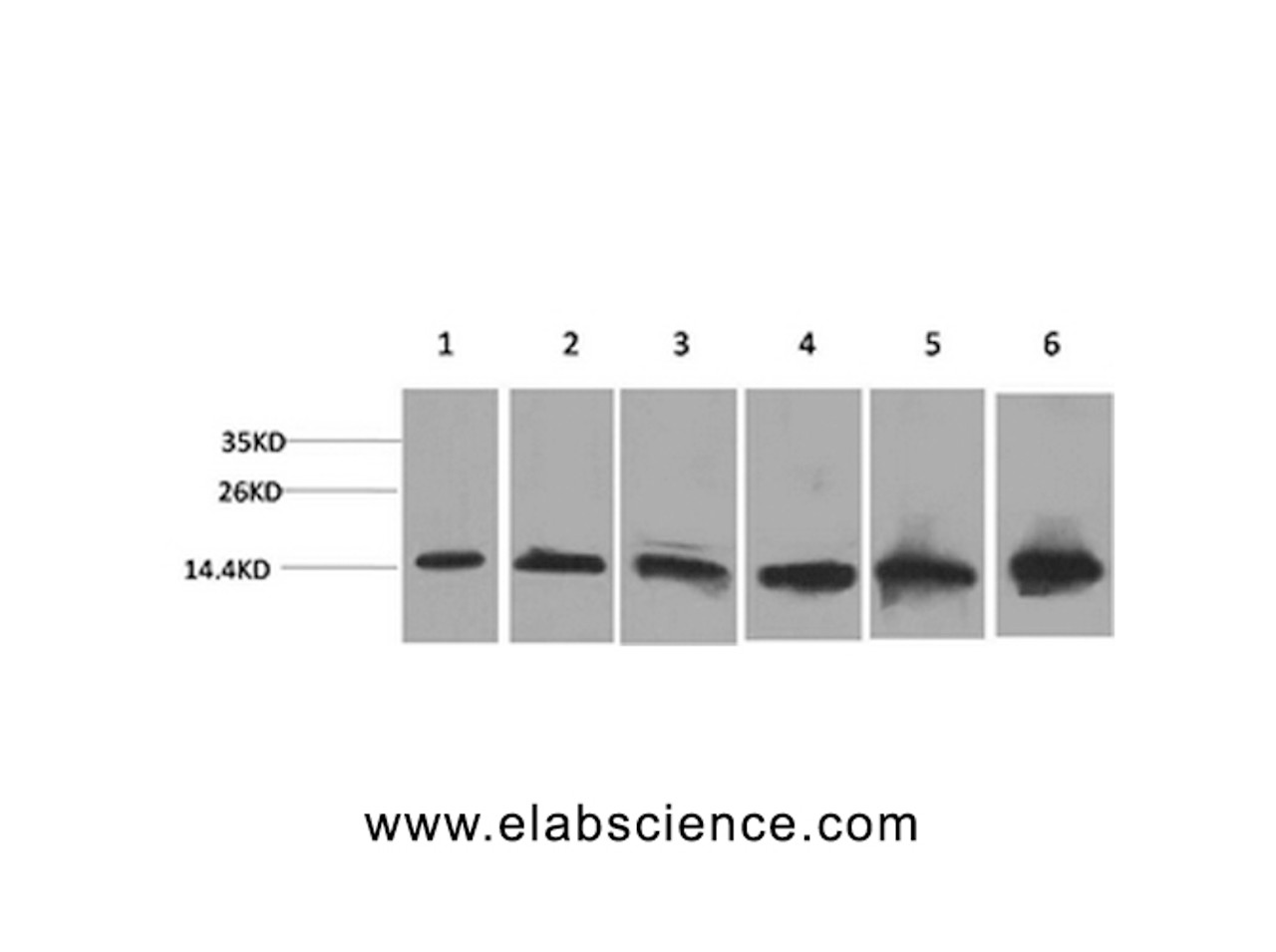 Western Blot analysis of 1) Hela, 2) 293T, 3) 3T3, 4) Mouse liver, 5) Rat liver, 6) Rat kidney with CYCS Monoclonal Antibody.