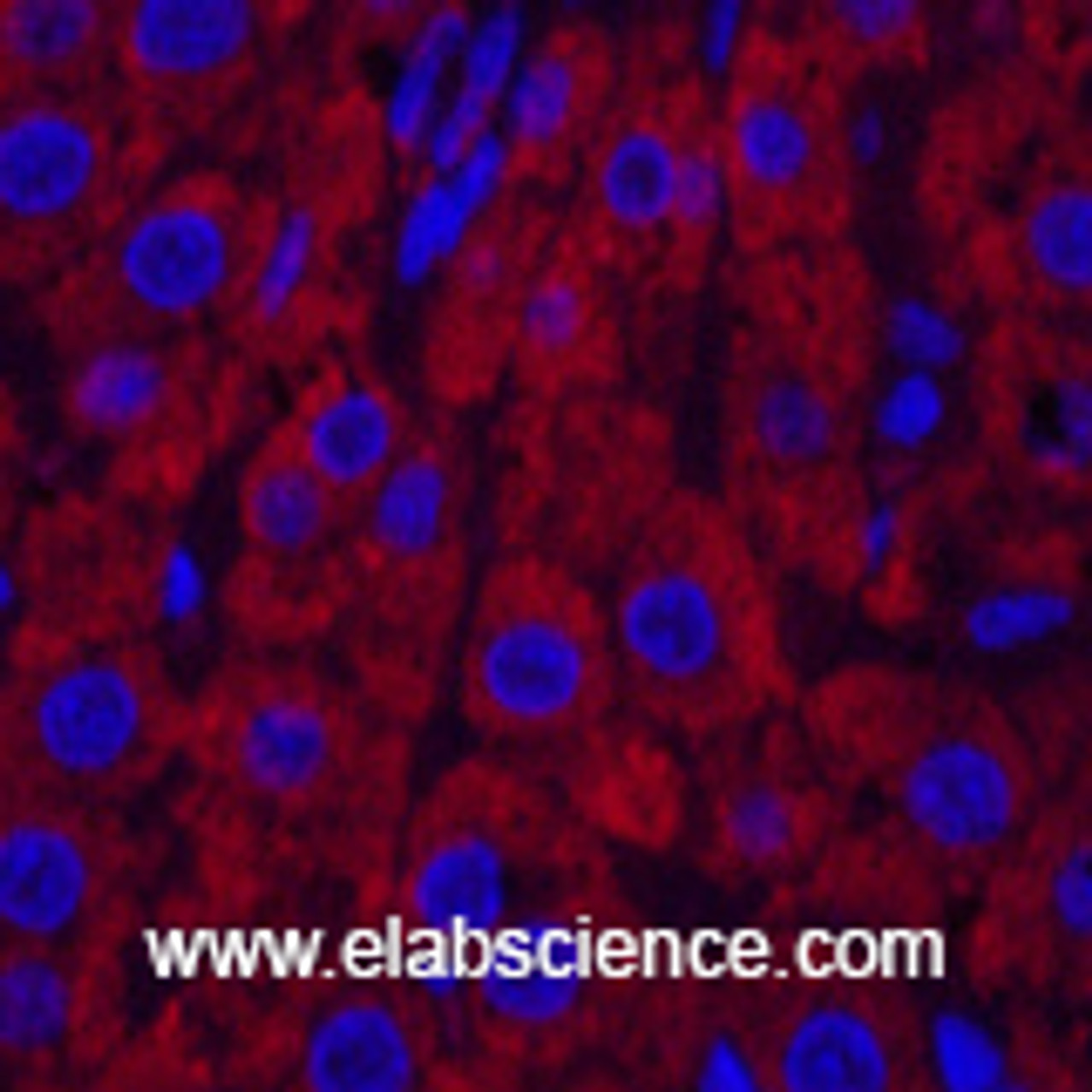 Immunofluorescence analysis of Rat liver tissue using CYCS Monoclonal Antibody at dilution of 1:200.