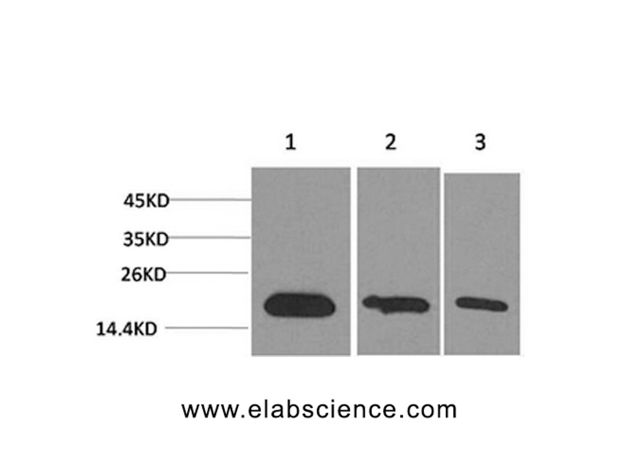 Western Blot analysis of 1) Hela, 2) 293T, 3) PC-12 cells with Survivin Monoclonal Antibody