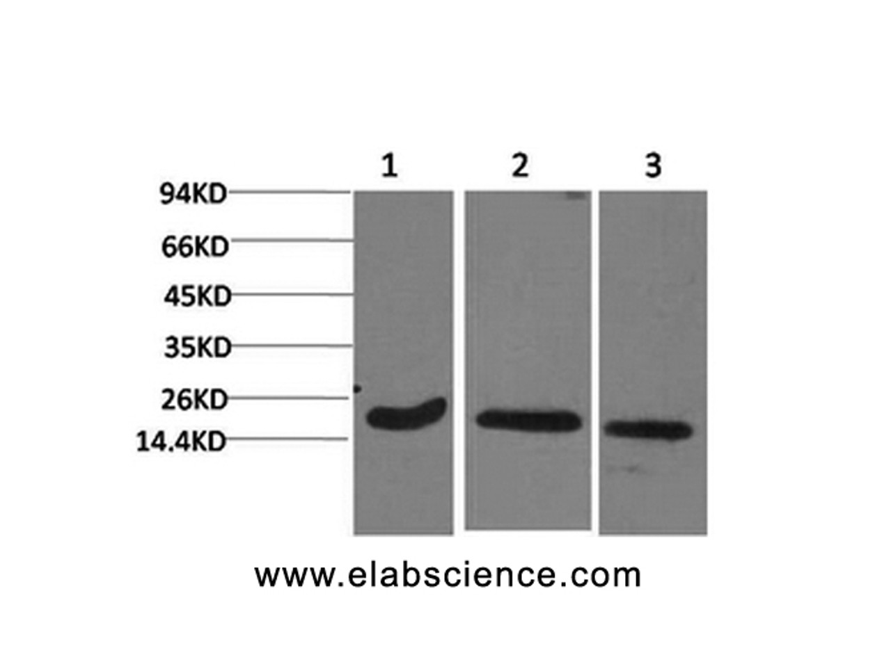 Western Blot analysis of 1) Hela, 2) 3T3, 3) Rat brain with Active CASP3 Monoclonal Antibody