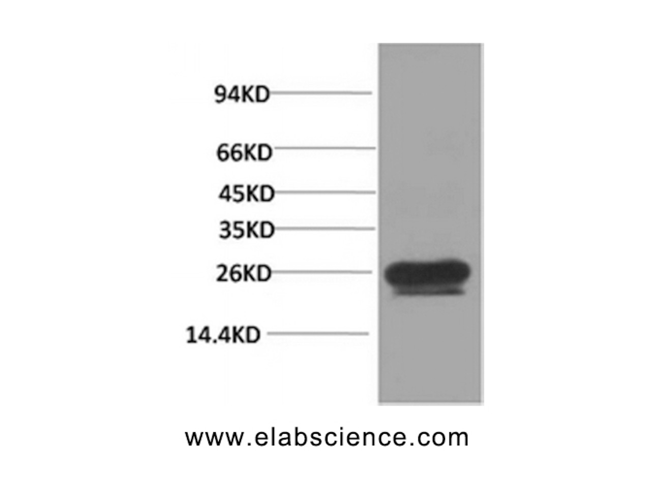 Western Blot analysis of Hela cells using HSP27 Monoclonal Antibody at dilution of 1:2000.