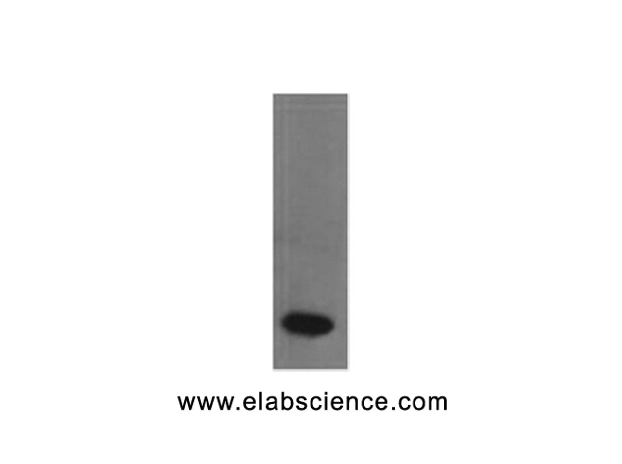 Western Blot analysis of Recombinant human TNF α protein using TNF alpha Monoclonal Antibody at dilution of 1:2000.
