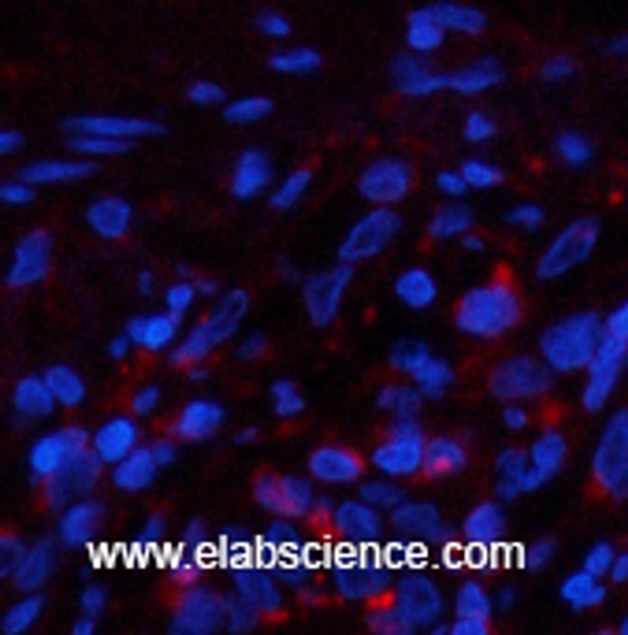Immunofluorescence analysis of Human lung tissue using PPIB Monoclonal Antibody at dilution of 1:200.
