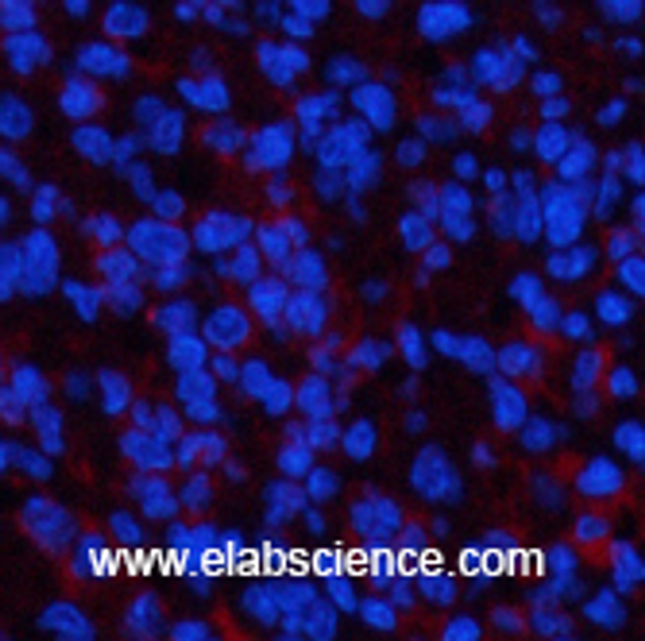 Immunofluorescence analysis of Mouse spleen tissue using PPARD Monoclonal Antibody at dilution of 1:200.