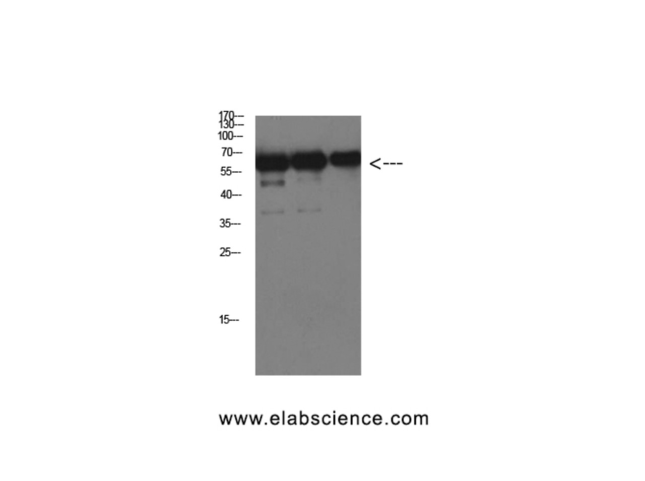 Western Blot analysis of Luciferase protein using Luciferase Monoclonal Antibody at dilution of 1:1000.