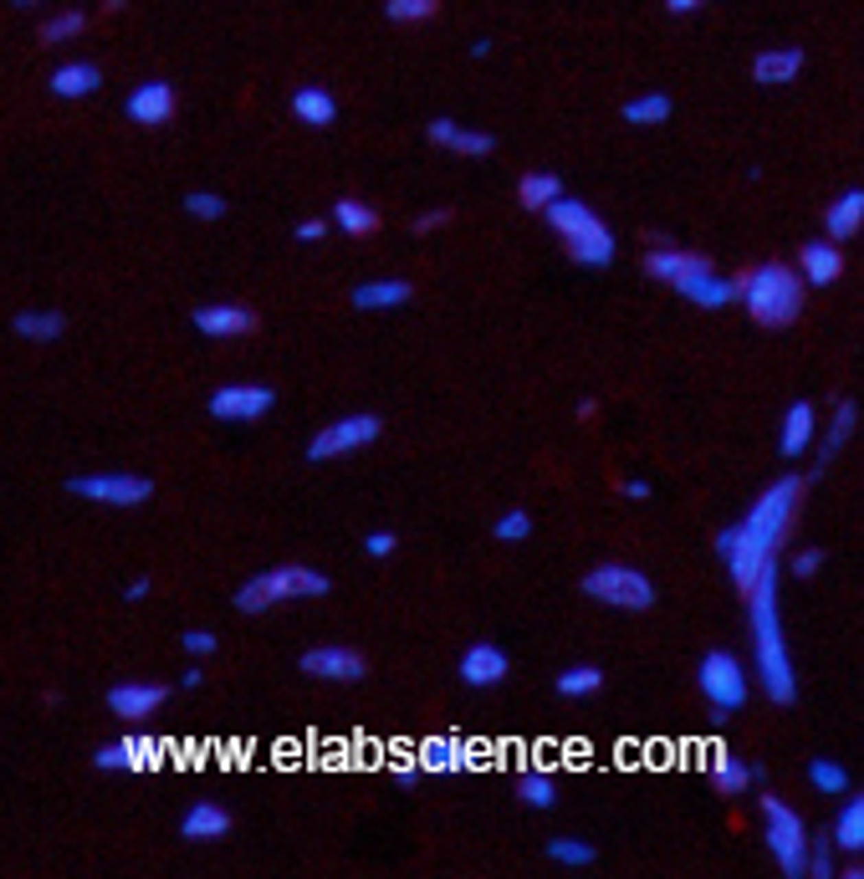 Immunofluorescence analysis of Mouse heart tissue using Luciferase Monoclonal Antibody at dilution of 1:200.