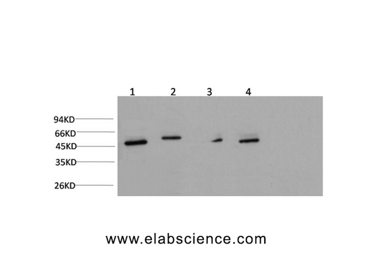 Western Blot analysis of Jurkat, Hela, Mouse brain, Rat brain using gamma Tubulin Monoclonal Antibody at dilution of 1:1000.