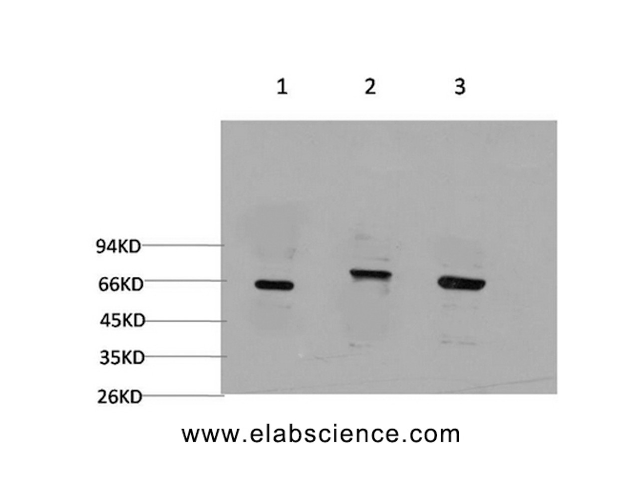 Western Blot analysis of 1) 293T, 2) C2C12, 3) Rat brain using BECN1 Monoclonal Antibody at dilution of 1:2000.