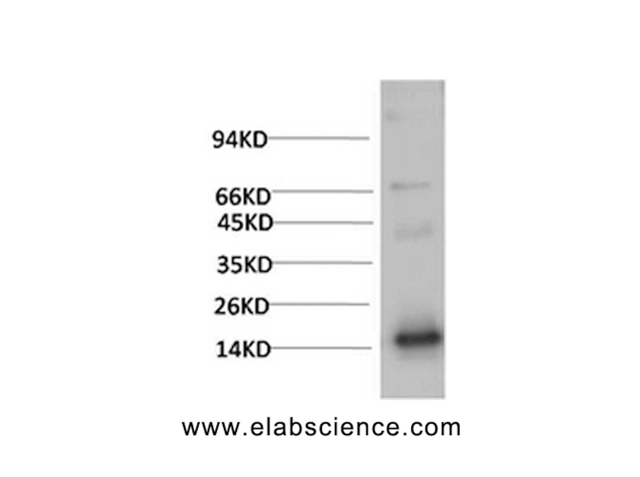 Western Blot analysis of Human Serum using TTR Monoclonal Antibody at dilution of 1:2000.