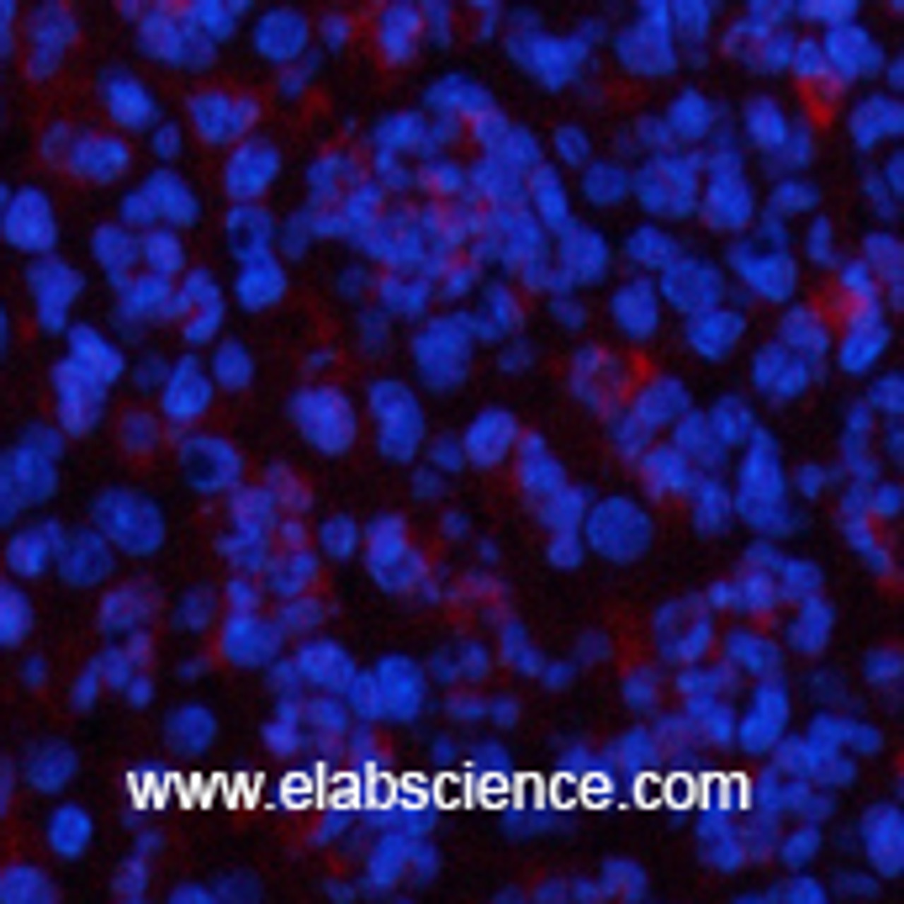 Immunofluorescence analysis of Mouse spleen tissue using CBX3 Monoclonal Antibody at dilution of 1:200.