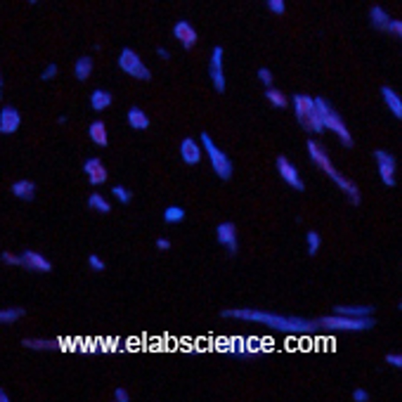 Immunofluorescence analysis of Human uterus tissue using CBX5 Monoclonal Antibody at dilution of 1:200.