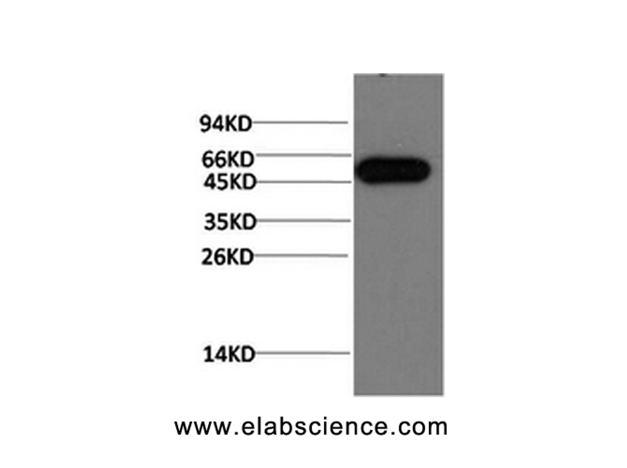 Western Blot analysis of Hela cells using ATG5 Monoclonal Antibody at dilution of 1:1000.