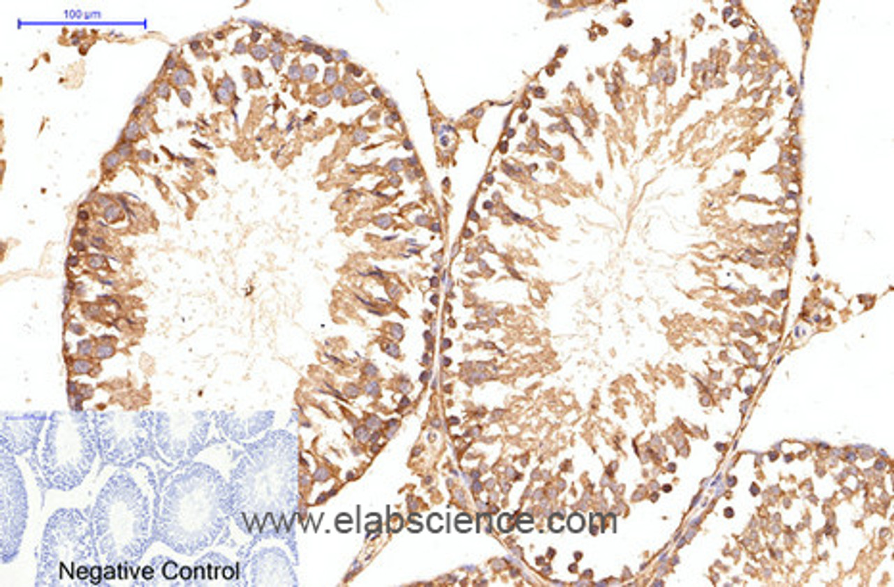 Immunohistochemistry of paraffin-embedded Rat testis tissue using ATG5 Monoclonal Antibody at dilution of 1:200.