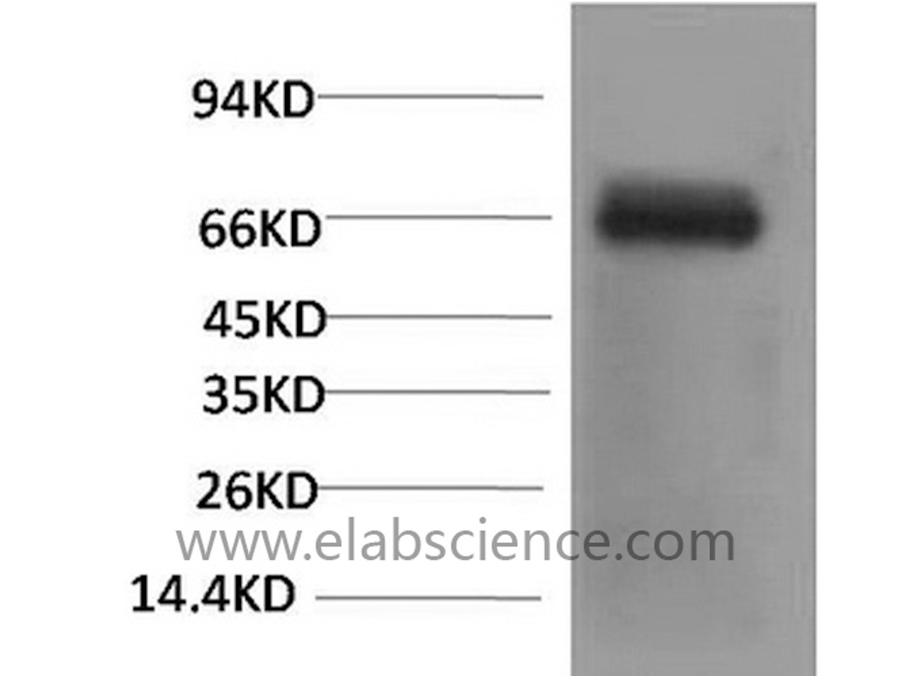 Western Blot analysis of Bovine Serum Albumin with Bovine Serum Albumin Monoclonal Antibody.