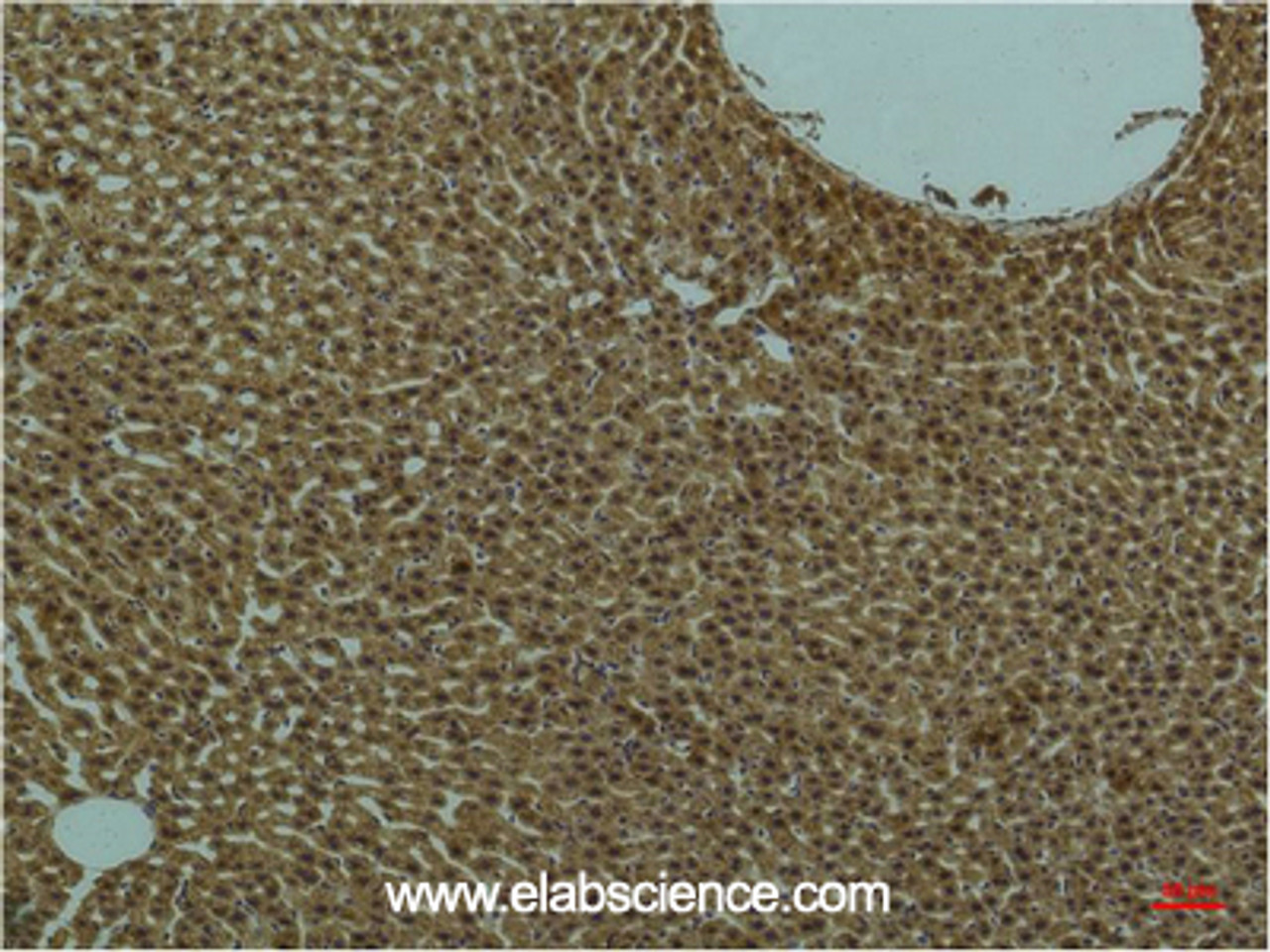 Immunohistochemistry of paraffin-embedded Rat liver tissue using PI 3 kinase p85 alpha Monoclonal Antibody at dilution of 1:200.