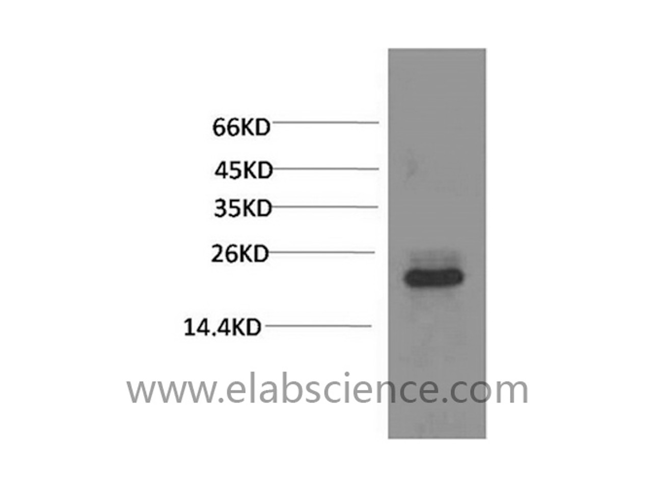 Western Blot analysis of 293T cells using Crystallin-alpha C Monoclonal Antibody at dilution of 1:2000.