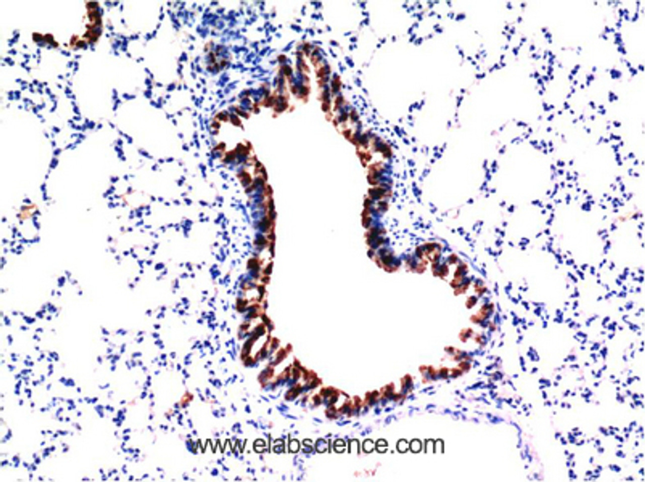 Immunohistochemistry of paraffin-embedded Mouse liver tissue using TGFB1 Monoclonal Antibody at dilution of 1:200.