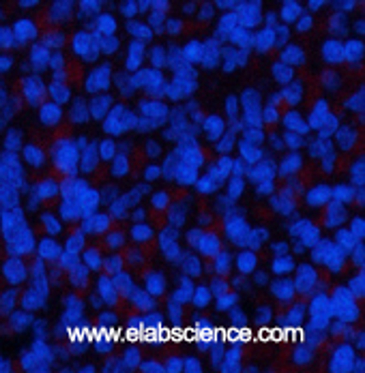 Immunofluorescence analysis of Rat spleen tissue using ERK 1 Monoclonal Antibody at dilution of 1:200.