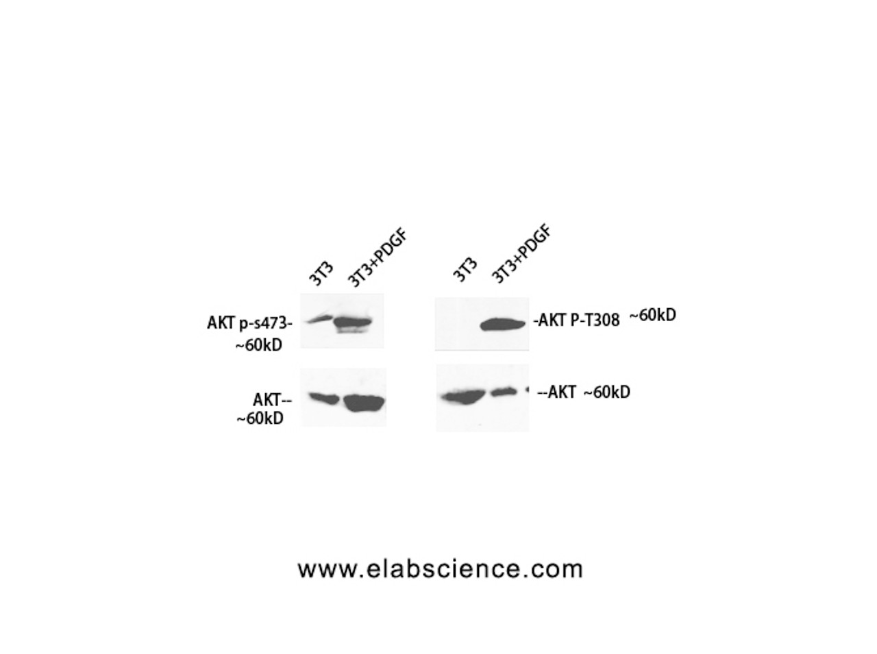 Western Blot analysis of 3T3 cells treated using Phospho-Pan-Akt (Ser473) Polyclonal Antibody at dilution of 1:1000