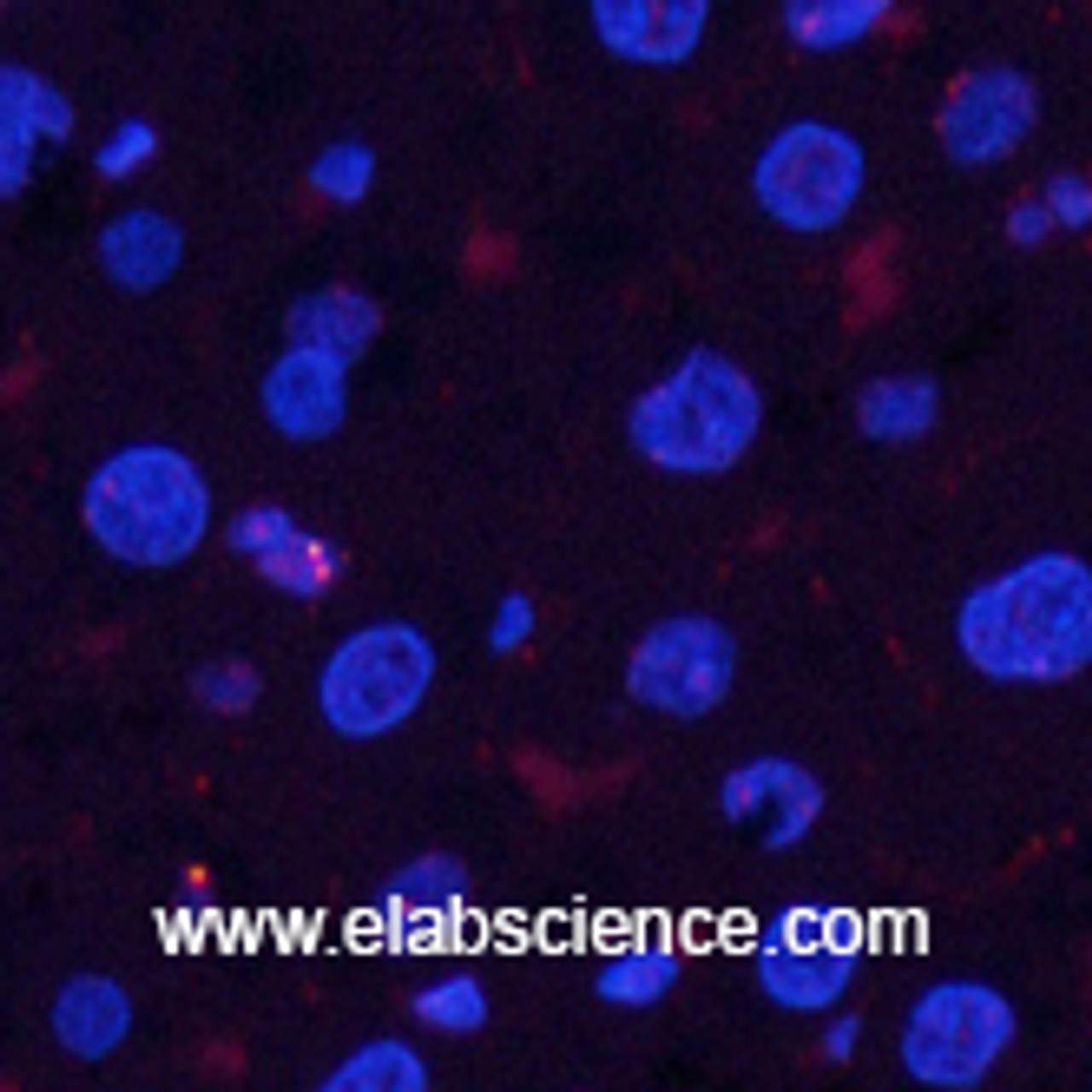 Immunofluorescence analysis of Rat liver tissue using Phospho-Pan-Akt (Ser473) Polyclonal Antibody at dilution of 1:200