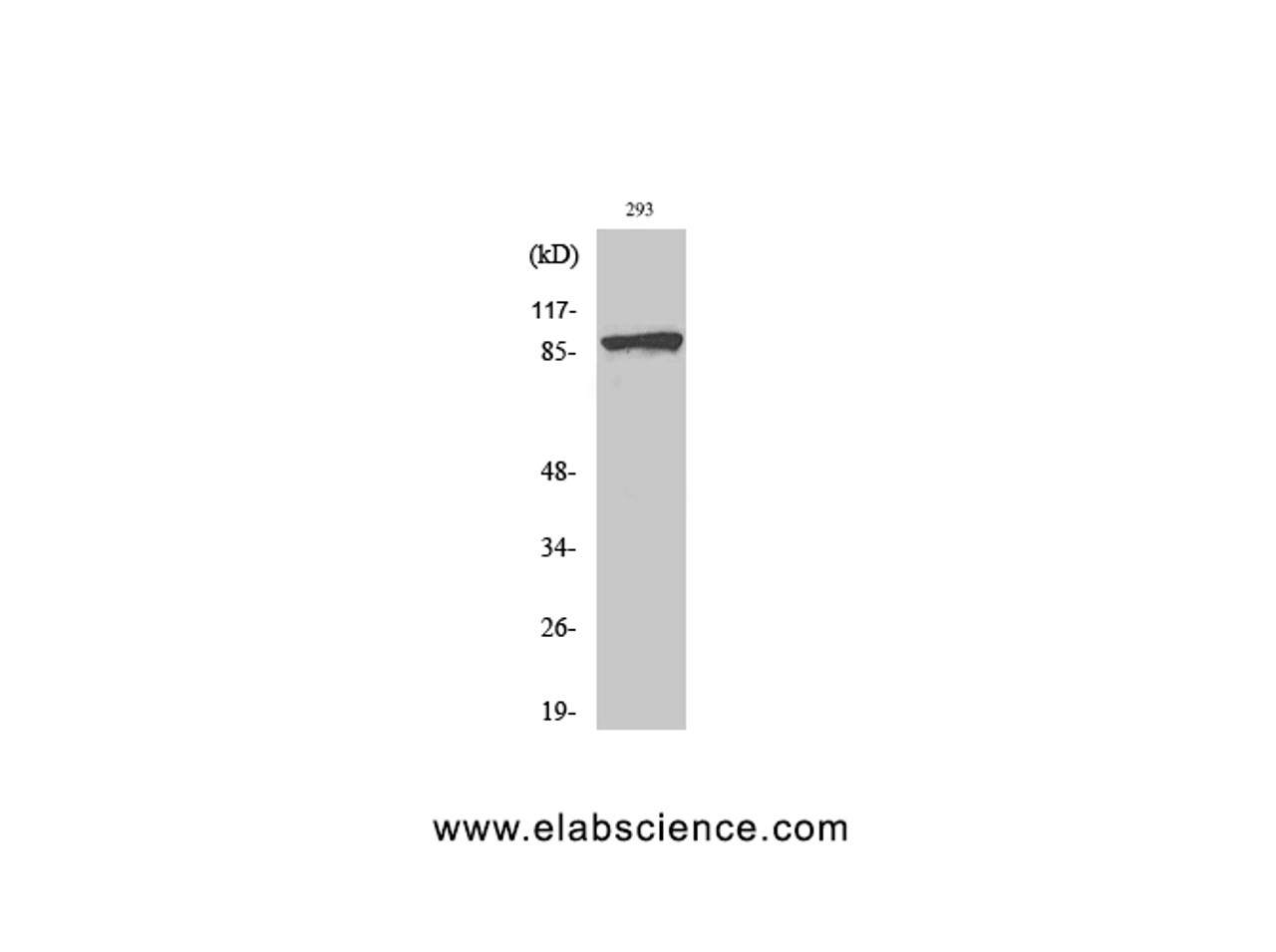 Western Blot analysis of 293T cells using Phospho-Catenin beta (Ser37) Polyclonal Antibody at dilution of 1:2000
