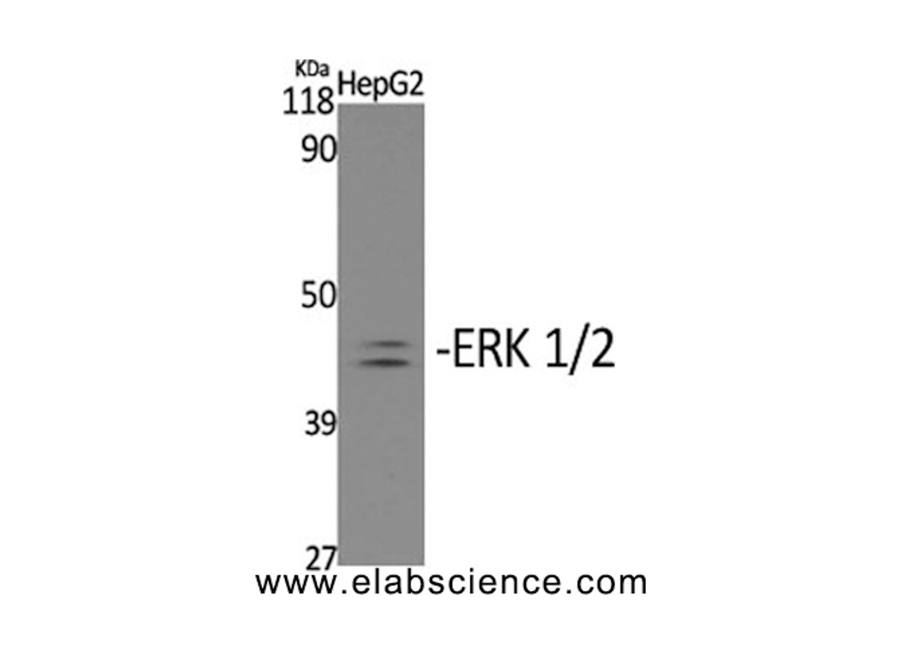 Western Blot analysis of HepG2 cells with Phospho-ERK 1/2 (Tyr204) Polyclonal Antibody at dilution of 1:2000