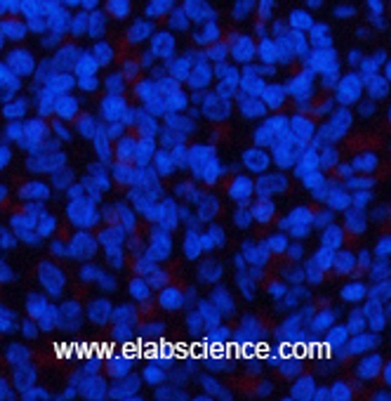 Immunofluorescence analysis of Rat spleen tissue with Phospho-ERK 1/2 (Tyr204) Polyclonal Antibody at dilution of 1:200
