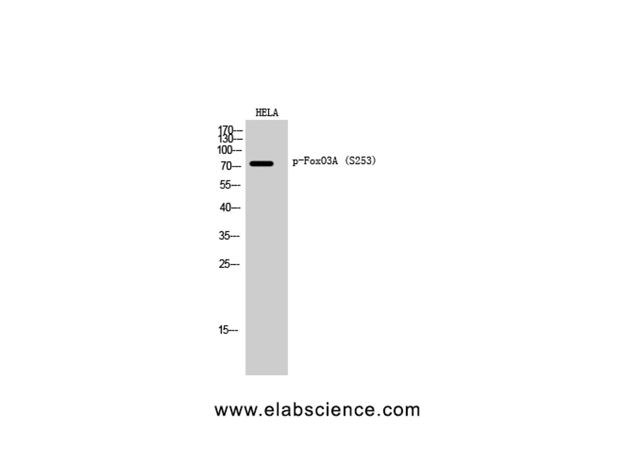 Western Blot analysis of Hela cells using Phospho-FOXO3 (Ser253) Polyclonal Antibody at dilution of 1:2000