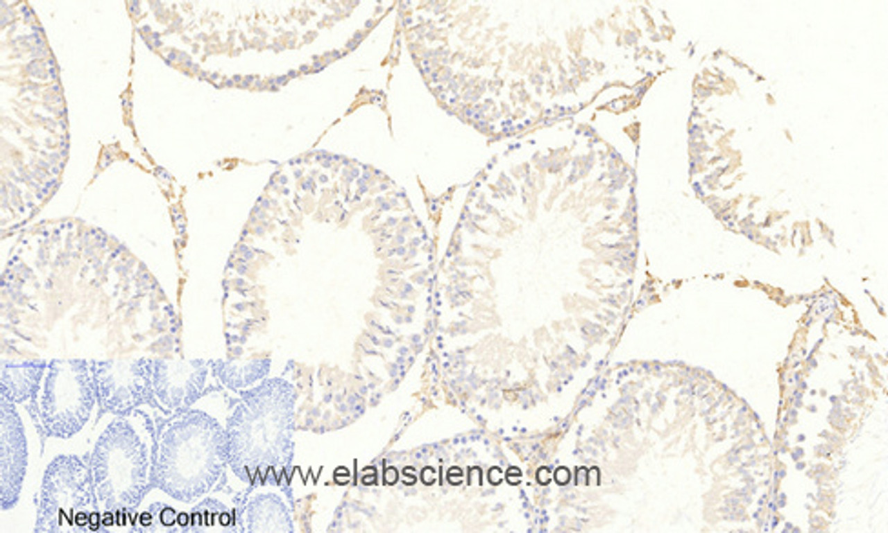 Immunohistochemistry of paraffin-embedded Rat testis tissue  using Phospho-FOXO3 (Ser253) Polyclonal Antibody at dilution of 1:200