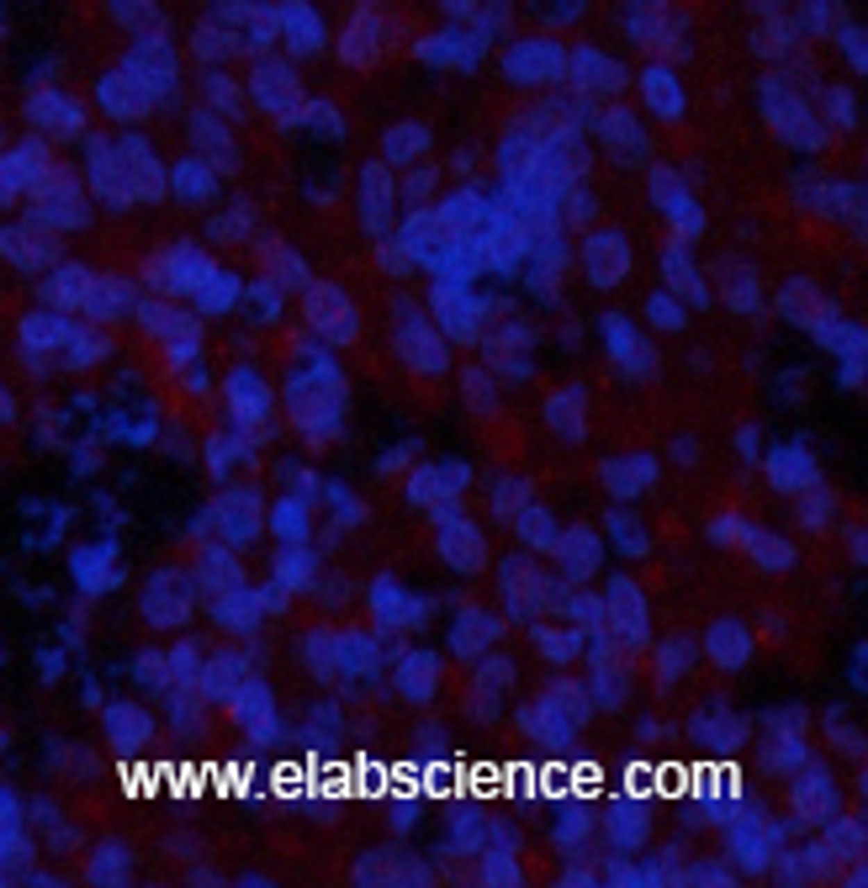 Immunofluorescence analysis of Rat spleen tissue using Phospho-GSK3 beta (Ser9) Polyclonal Antibody at dilution of 1:200