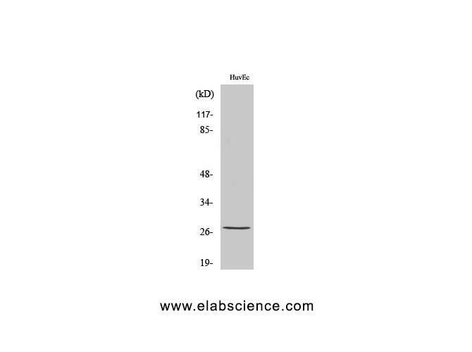 Western Blot analysis of HuvEc cells with Phospho-HSP27 (Ser82) Polyclonal Antibody at dilution of 1:1000