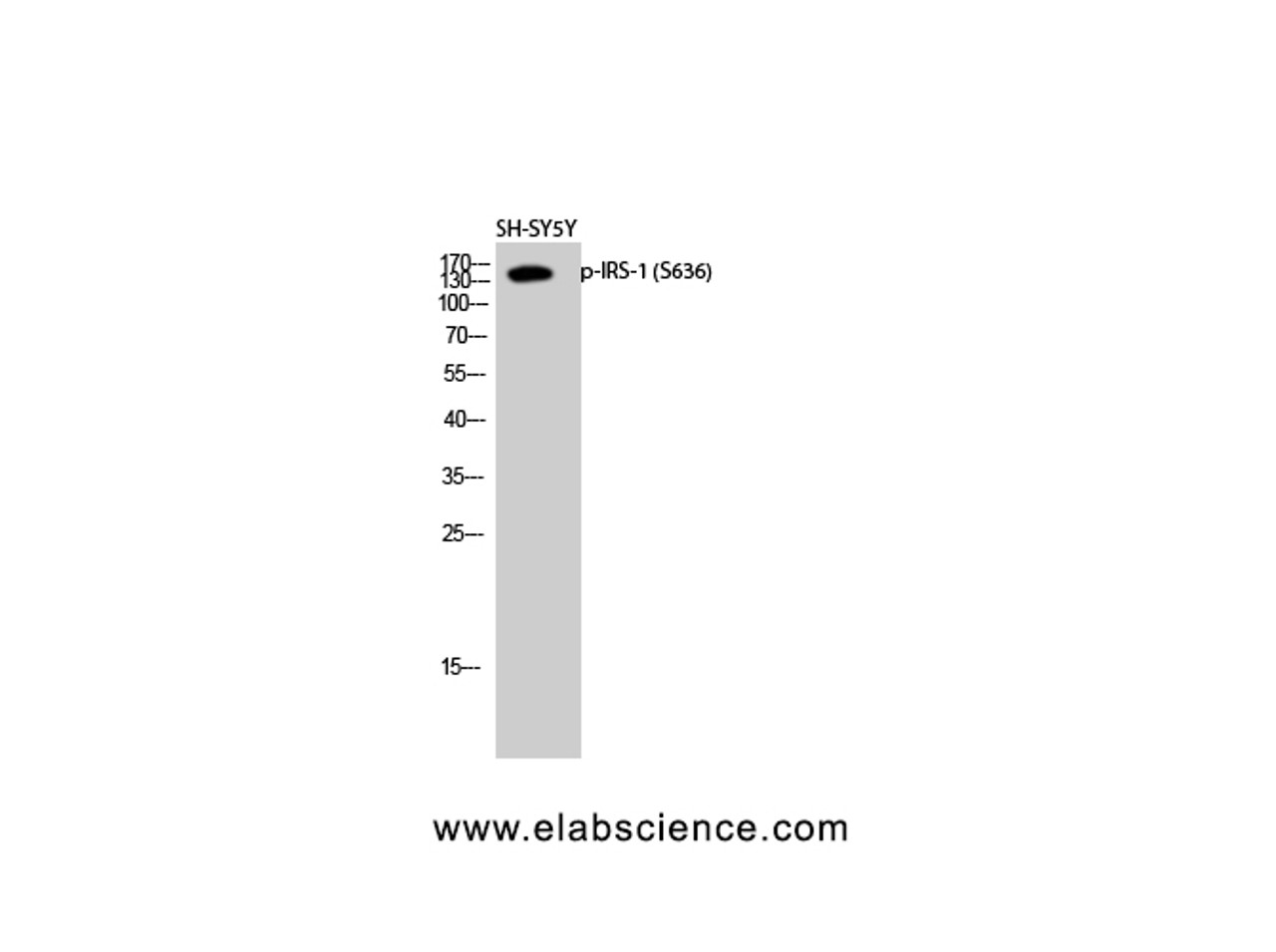 Western Blot analysis of SH-SY5Y cells using Phospho-IRS1 (Ser636) Polyclonal Antibody at dilution of 1:2000