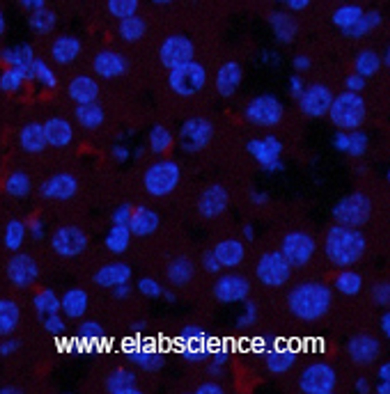 Immunofluorescence analysis of Mouse liver tissue with Phospho-JAK1 (Tyr1022) Polyclonal Antibody at dilution of 1:200