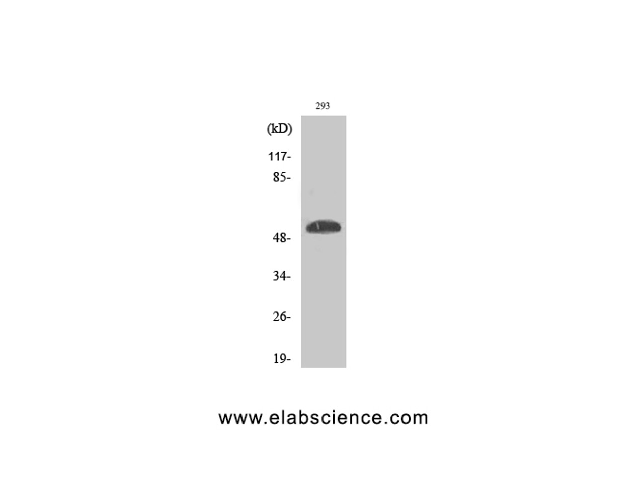 Western Blot analysis of 293 cells with Phospho-p53 (Ser46) Polyclonal Antibody at dilution of 1:1000