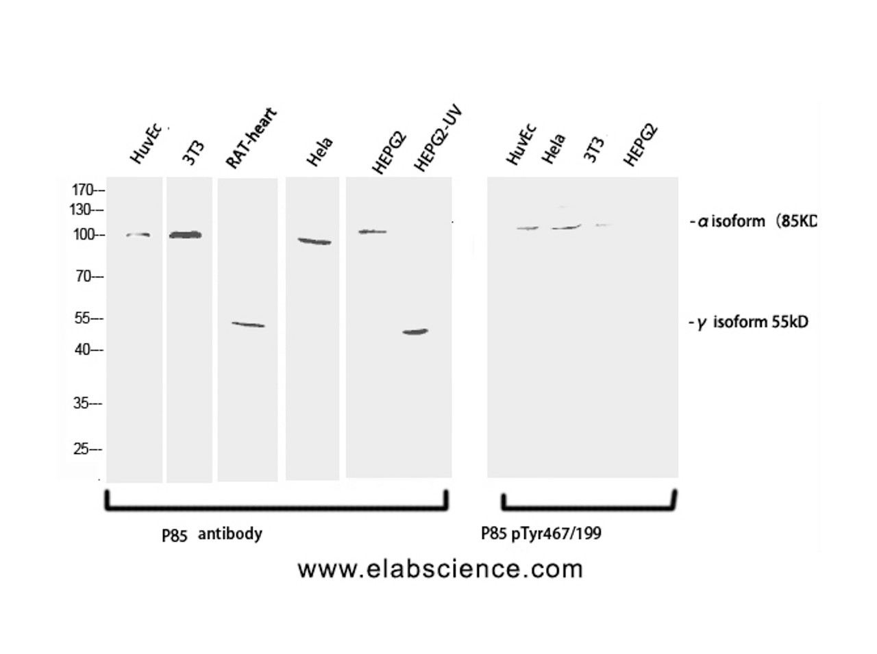 Western Blot analysis of various cells using Phospho-PI 3 kinase p85 alpha /gamma (Tyr467/199) Polyclonal Antibody at dilution of 1:1000