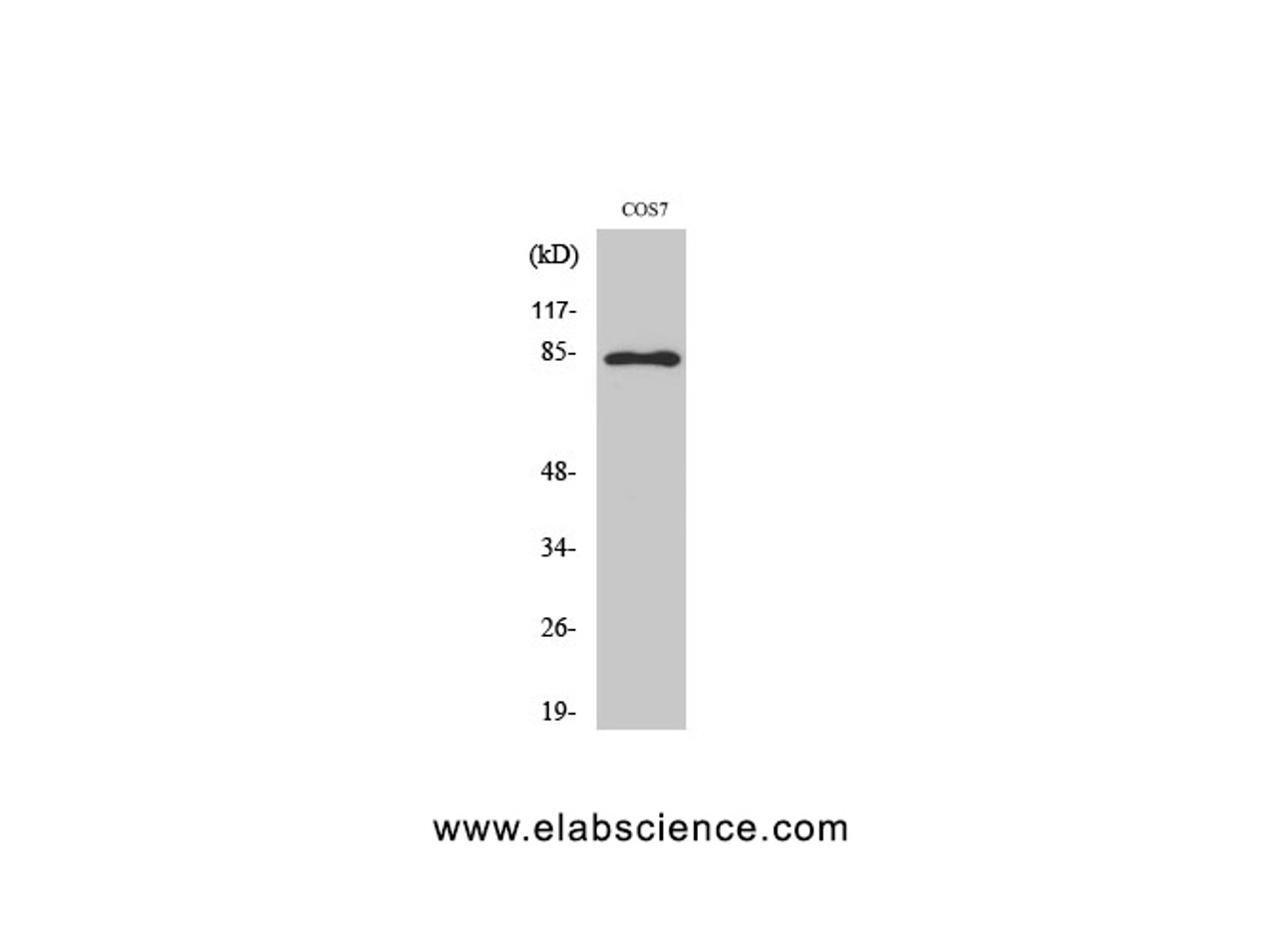 Western Blot analysis of COS-7 cells with Phospho-Stat1 (Tyr701) Polyclonal Antibody at dilution of 1:1000