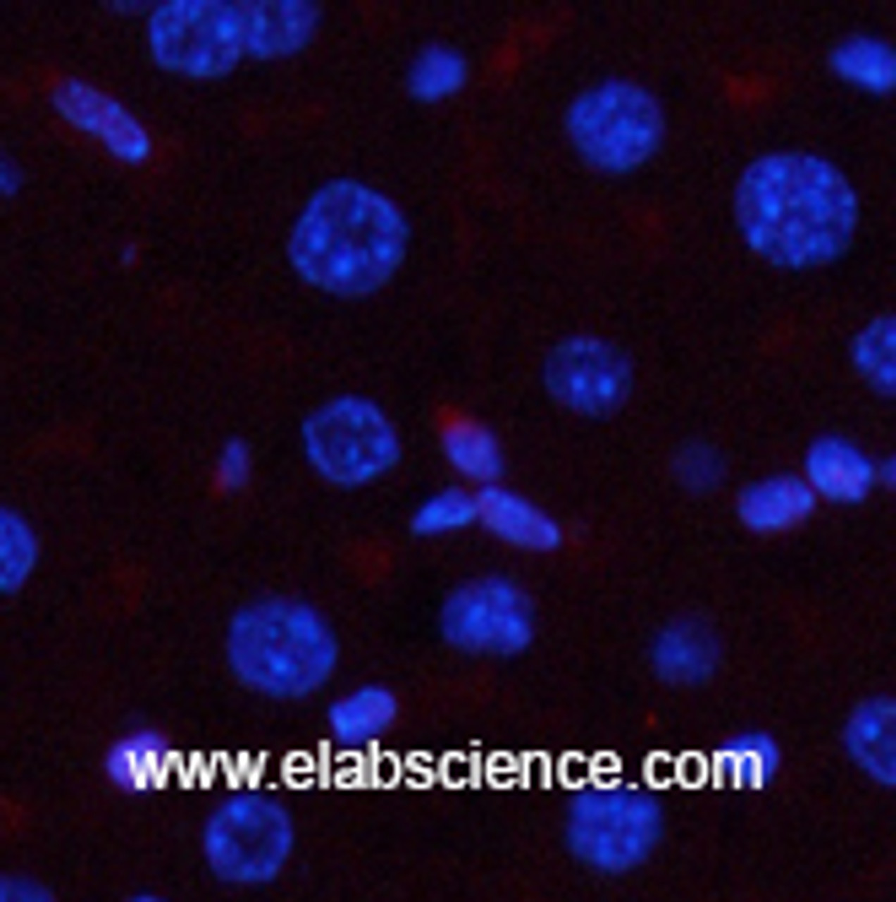 Immunofluorescence analysis of Mouse liver tissue with Phospho-p38 (Thr180/Tyr182) Polyclonal Antibody at dilution of 1:200