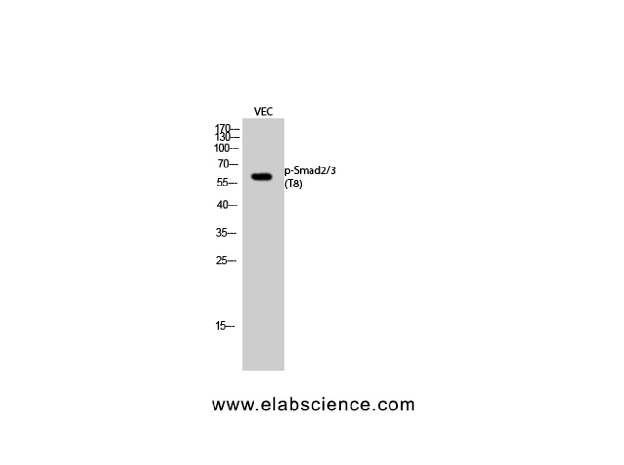 Western Blot analysis of VEC cells with Phospho-Smad2/3 (Thr8) Polyclonal Antibody