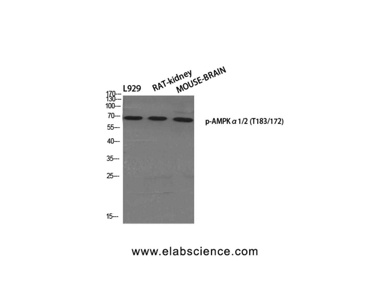 Western Blot analysis of various cells using Phospho-AMPK alpha1/2 (Thr183/172) Polyclonal Antibody at dilution of 1:500