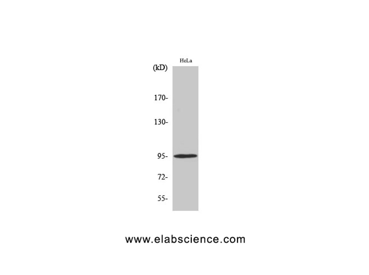 Western Blot analysis of Hela cells with Phospho-Glucocorticoid Receptor (Ser211) Polyclonal Antibody