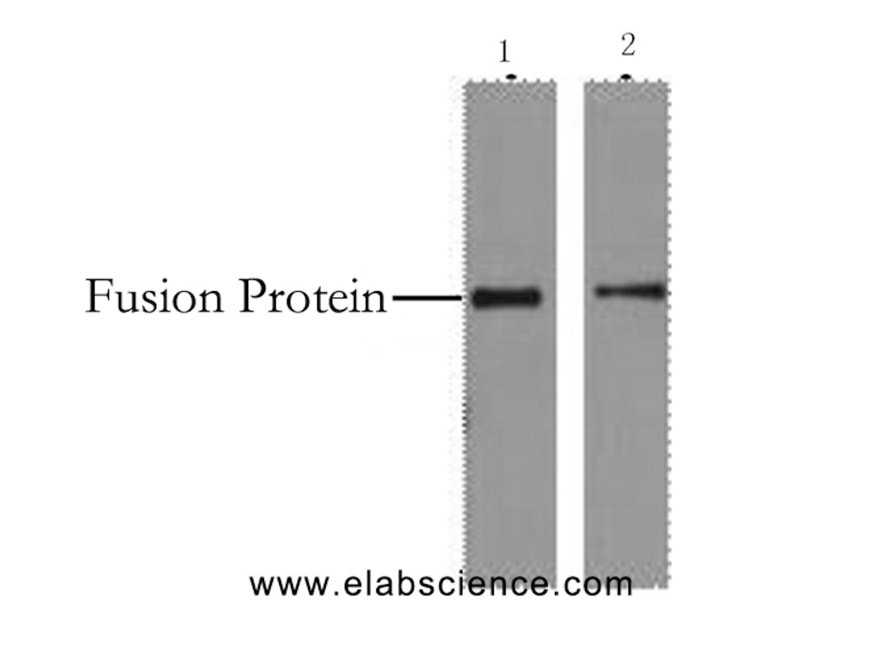 Western Blot analysis of 2ug His fusion protein using His-Tag Monoclonal Antibody at dilution of 1) 1:5000 2) 1:10000.