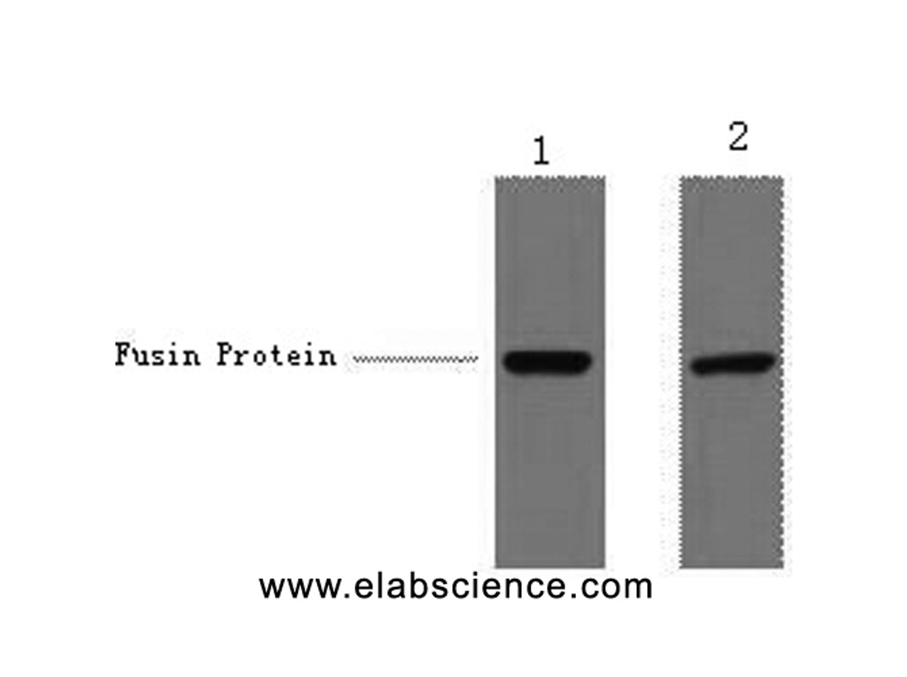 Western Blot analysis of 1ug V5 fusion protein using V5-Tag Monoclonal Antibody at dilution of 1) 1:5000 2) 1:10000.