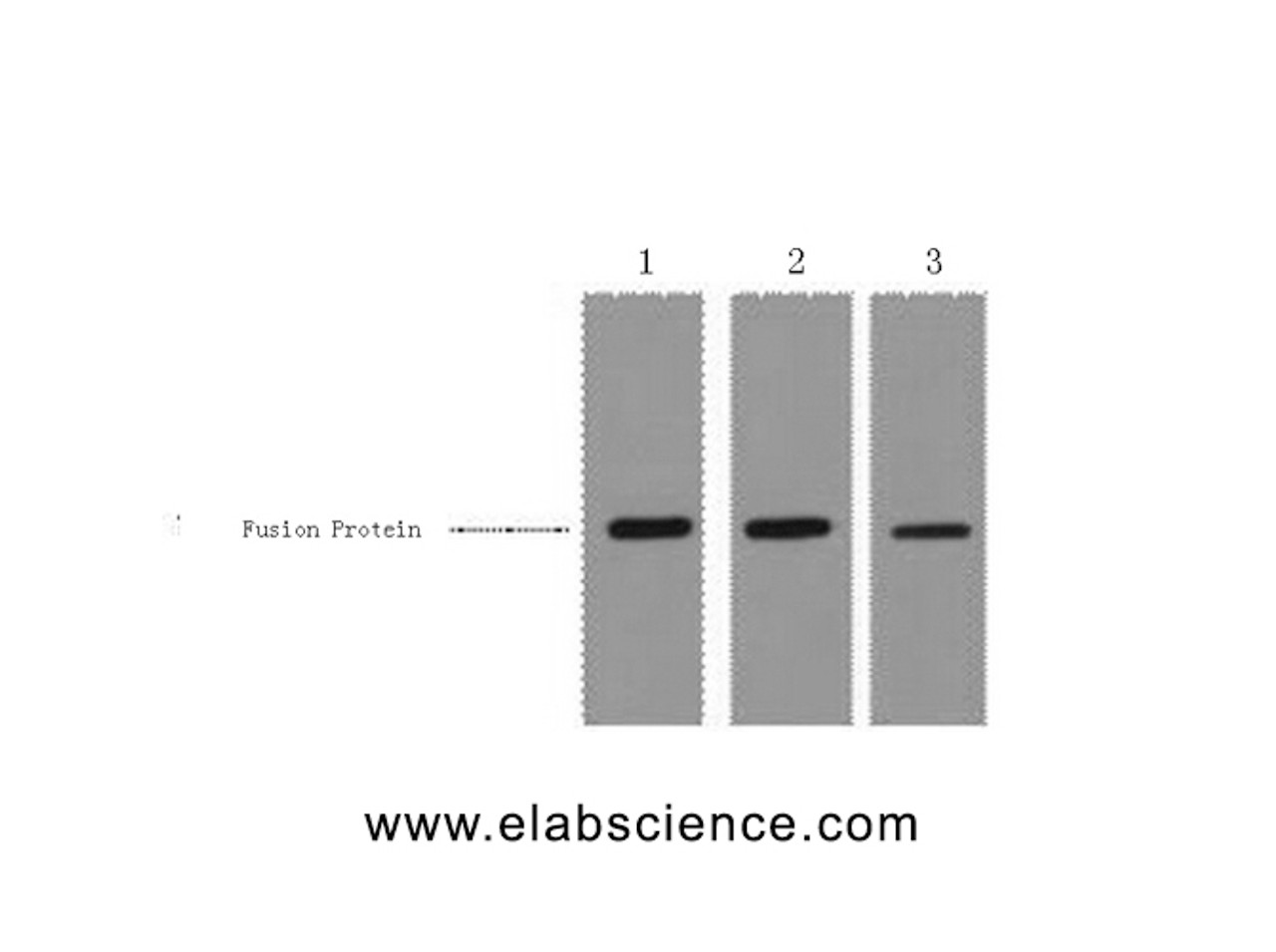 Western Blot analysis of 0.5ug MBP fusion protein using MBP-Tag Monoclonal Antibody at dilution of 1) 1:3000 2) 1:5000 3) 1:10000.