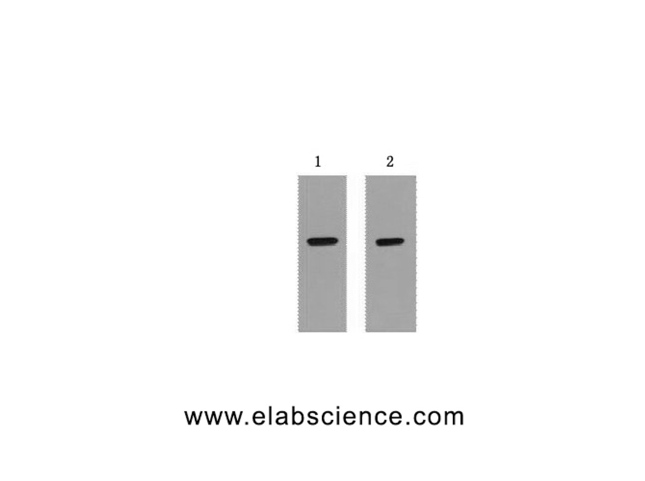 Western Blot analysis of 1ug Strep II fusion protein using Strep-Tag Monoclonal Antibody at dilution of 1) 1:5000 2) 1:10000.