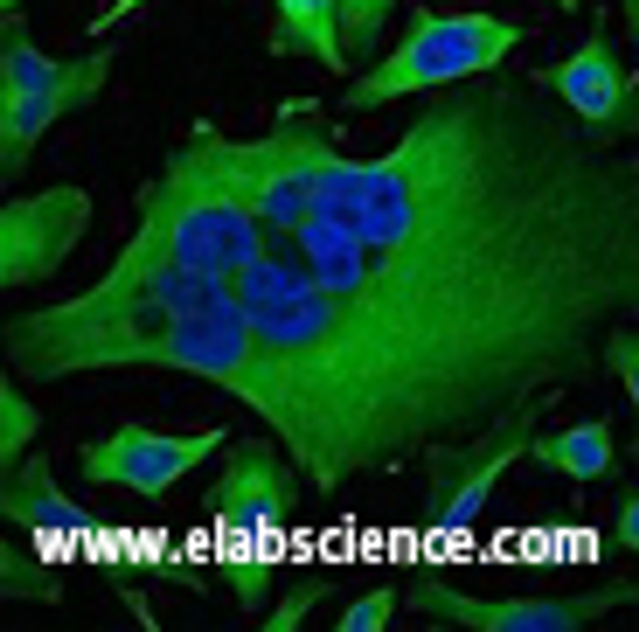 Immunofluorescence analysis of Hela tissue using beta Tubulin Monoclonal Antibody at dilution of 1:100.