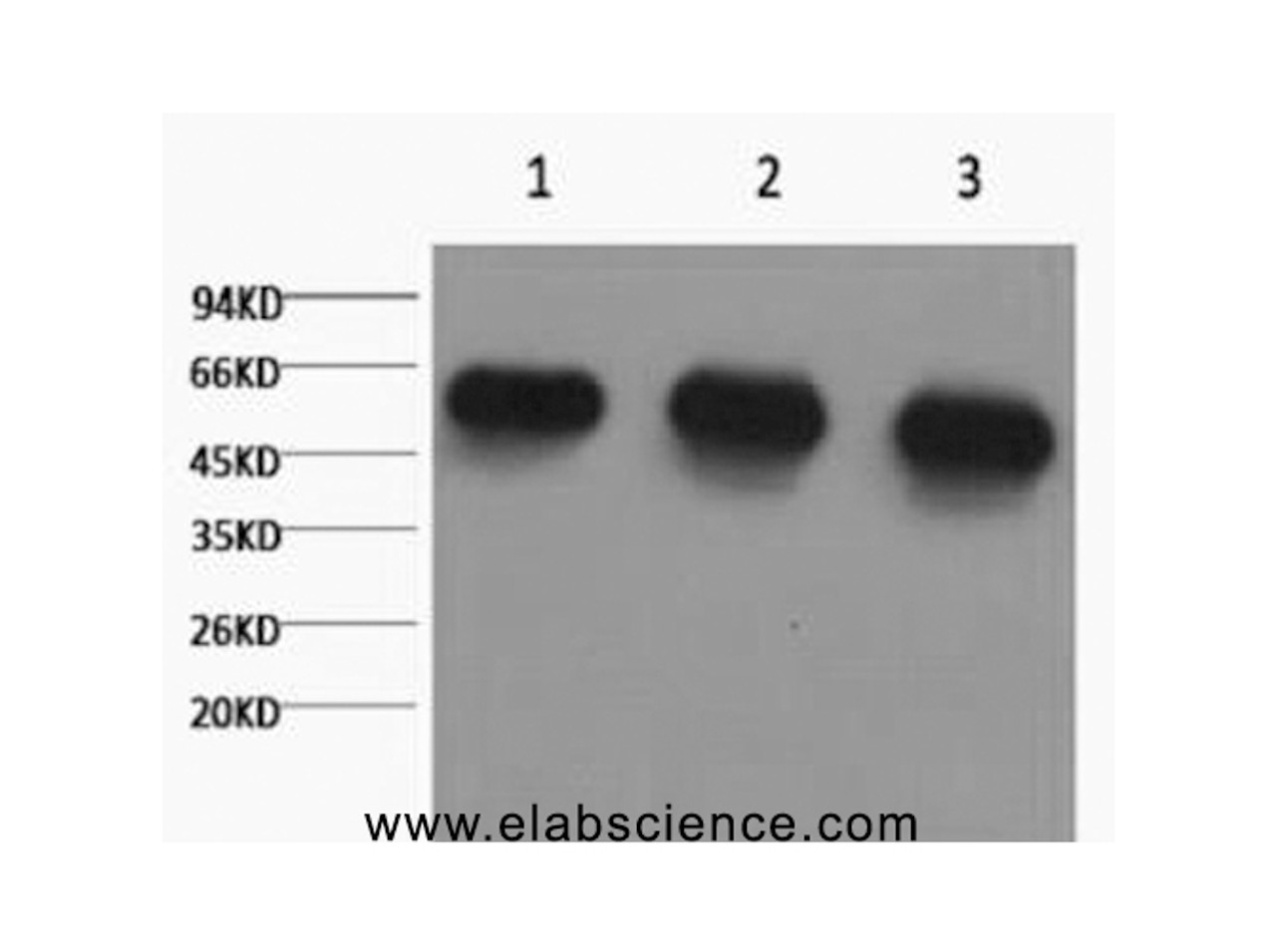 Western Blot analysis of 1) Hela, 2) Rat brian, 3) Mouse brain using alpha Tubulin Monoclonal Antibody at dilution of 1:5000.